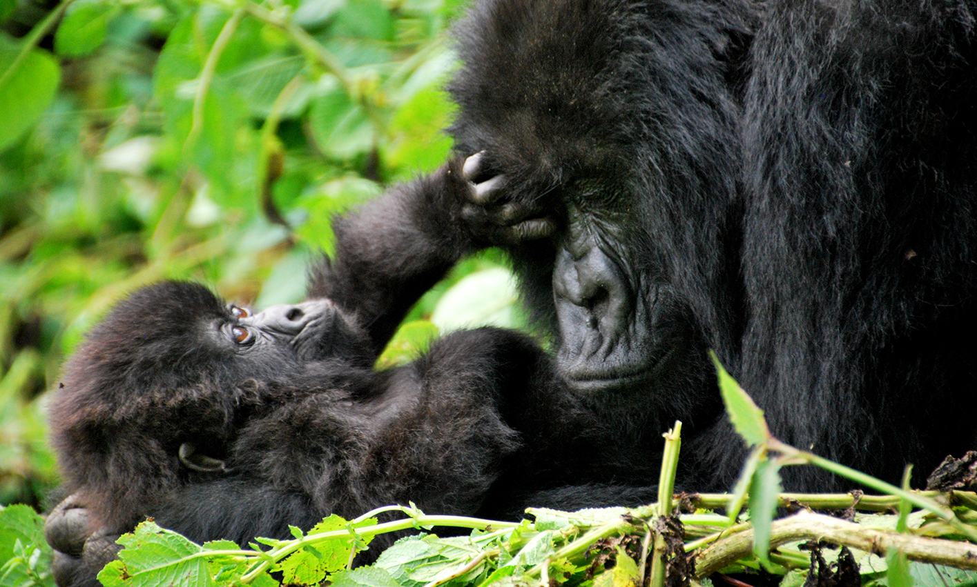 Mother and child of the Sabyinyo group of mountain gorillas in Volcanoes National Park, Rwanda.